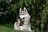 SIBERIAN HUSKY 937